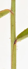 Melinis minutiflora