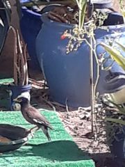 Acridotheres tristis