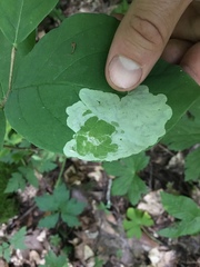 Leucanthiza dircella