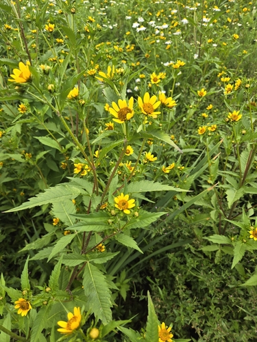 Image of Bidens amplissima by no rights reserved