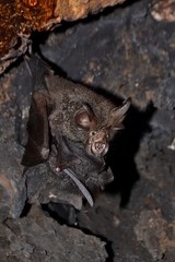 Rhinolophus luctus
