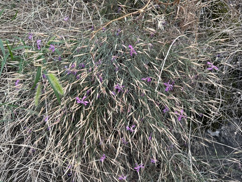 Karanfil (Dianthus orientalis)