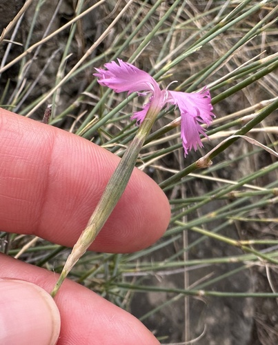Dianthus orientalis, photograph 2