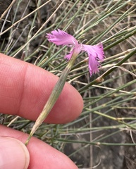 Dianthus orientalis, photograph (c) Katrin Simon, some rights reserved (CC BY)