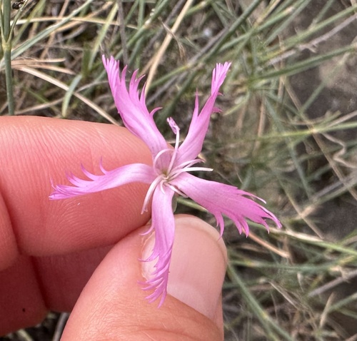 Dianthus orientalis, photograph 3