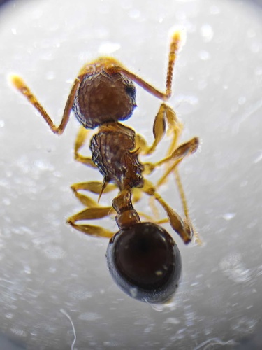 Japanese Queenless Ant