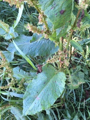 Rumex