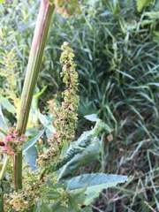 Rumex
