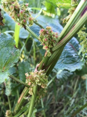 Rumex