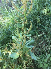 Rumex