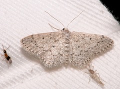 Idaea ostentaria