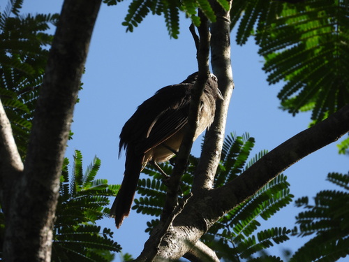 Cinnamon-bellied Saltator (Saltator grandis), photo 10