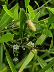 Chlorotabanus crepuscularis