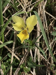 Viola lutea