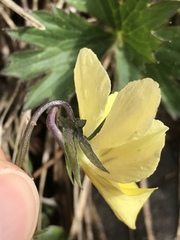 Viola lutea