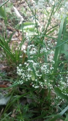 Galium mollugo