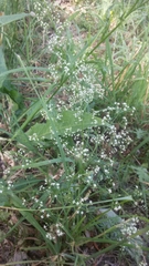 Galium mollugo