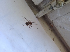 Steatoda castanea