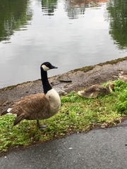 Branta canadensis