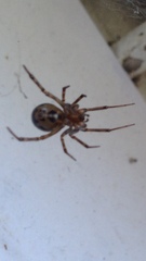 Steatoda castanea