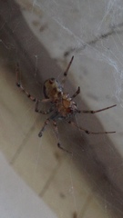 Steatoda castanea