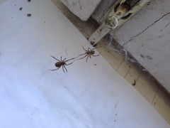 Steatoda castanea