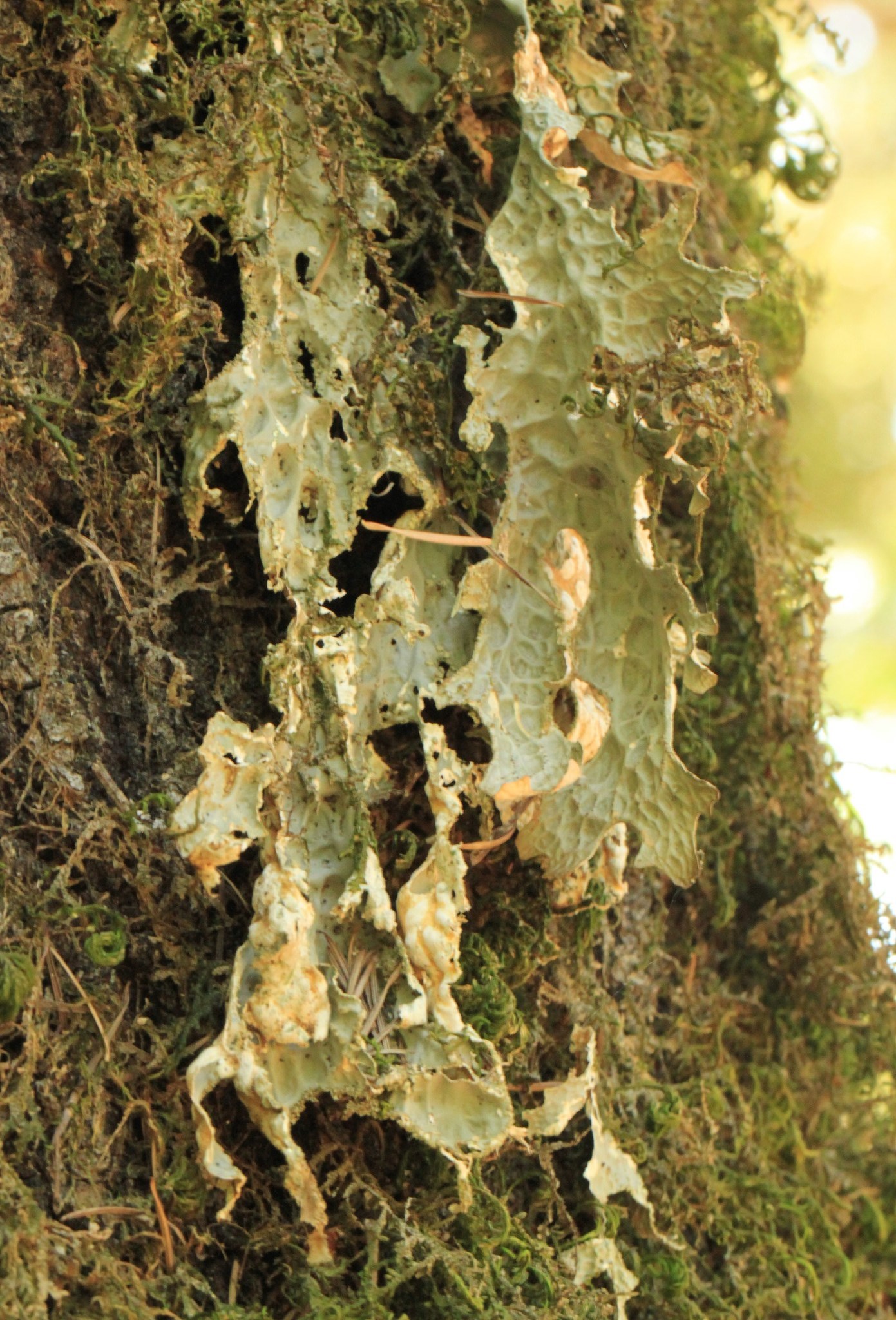 Lobaria image