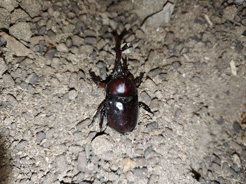 Japanese Rhinoceros Beetle
