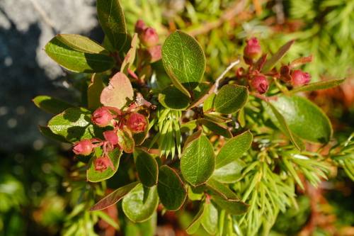 Image of Gaylussacia bigeloviana by (c) Alexis Tinker-Tsavalas, some rights reserved (CC BY)