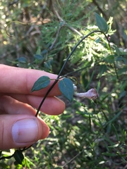 Ceropegia carnosa