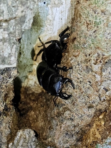 Hope's Stag Beetle
