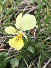 Viola lutea
