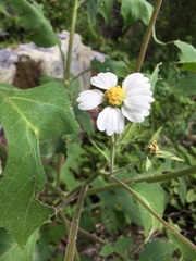 Polymnia canadensis radiata