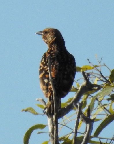 Chlamydera guttata