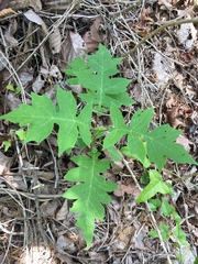 Polymnia canadensis radiata