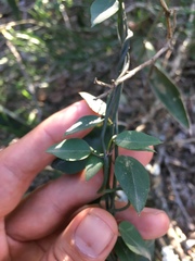 Ceropegia carnosa