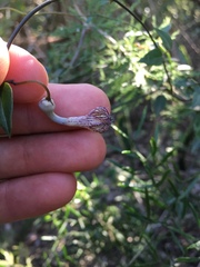 Ceropegia carnosa