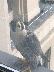 Falco peregrinus