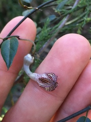 Ceropegia carnosa