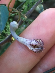 Ceropegia carnosa
