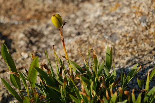 Image of Iris hookeri by (c) Alexis Tinker-Tsavalas, some rights reserved (CC BY)