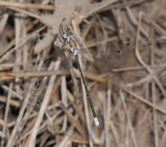 Lestes sigma