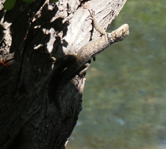 Sceloporus cyanogenys