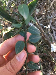 Ceropegia carnosa