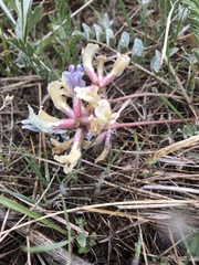 Astragalus shortianus