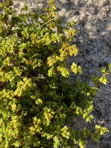 Image of Paronychia herniarioides by no rights reserved