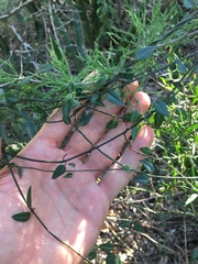 Ceropegia carnosa