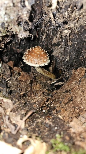 Hemistropharia albocrenulata (Peck) Jacobsson & E.Larss.
