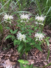 Monarda stipitatoglandulosa