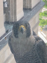 Falco peregrinus